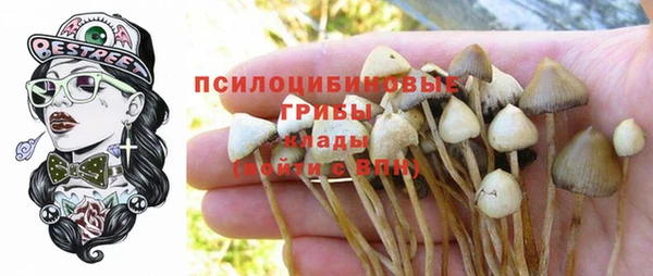 прущие грибы Мегион