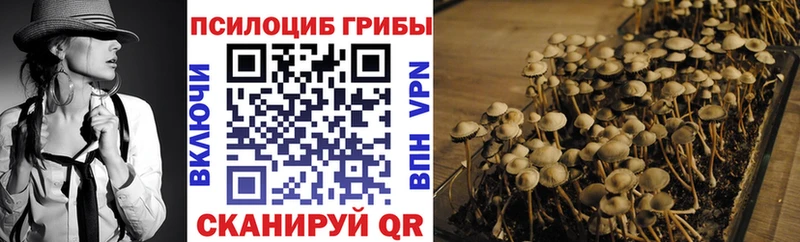 Галлюциногенные грибы Psilocybine cubensis  Лысково 